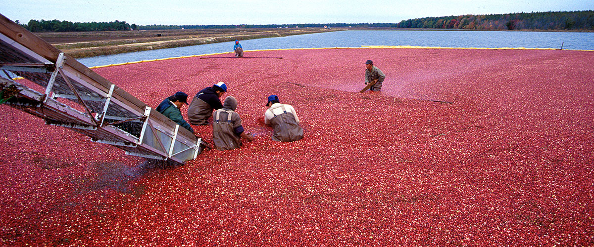 Cranberry harvest.
